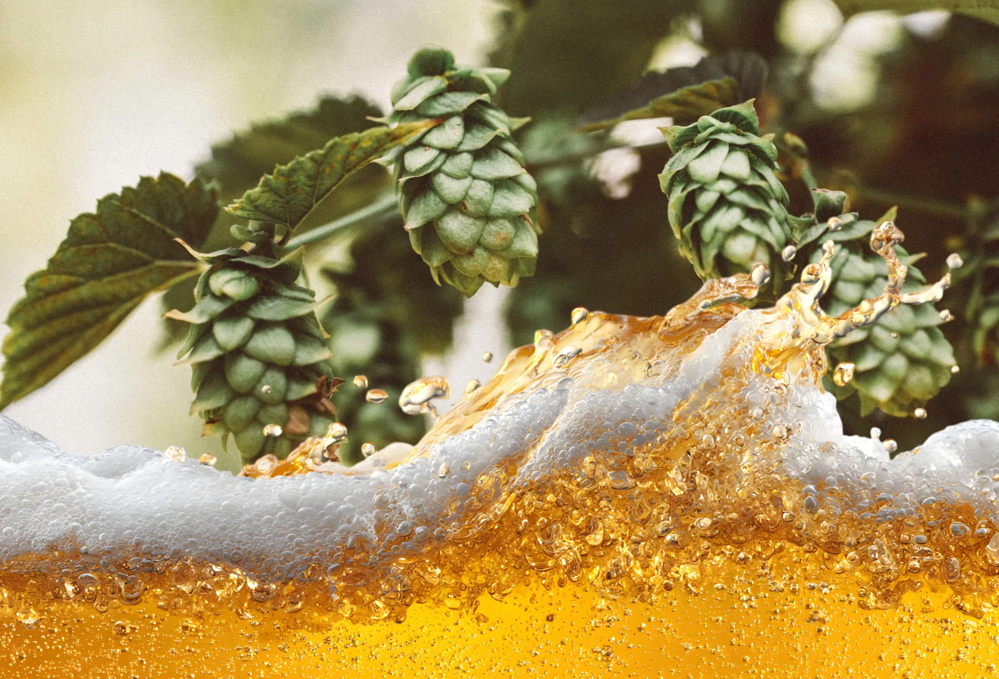 Cottbuser Molle: Banner of Impressum